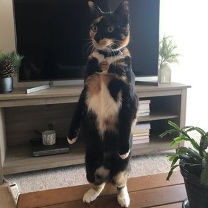 Meet your Posher, Emma